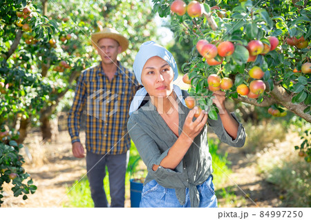 Focused farmers picking ripe pears in orchard 84997250