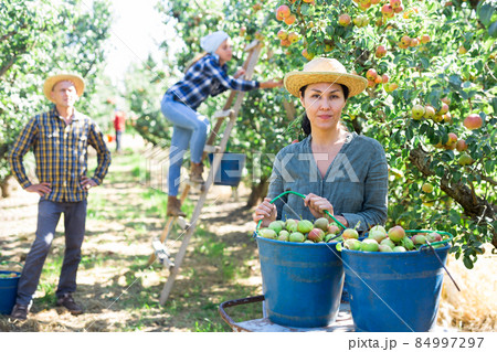 Woman posing near buckets with picked pears 84997297