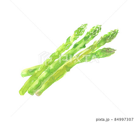 水彩で描いたアスパラガスのイラスト 84997307
