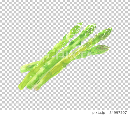 水彩で描いたアスパラガスのイラスト 84997307