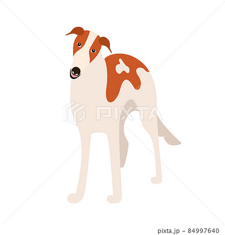 Russian greyhound dog breed - Stock Illustration [84997640] - PIXTA