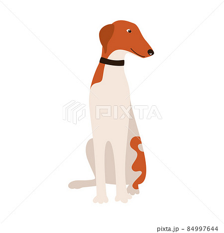 Russian greyhound dog breed - Stock Illustration [84997644] - PIXTA