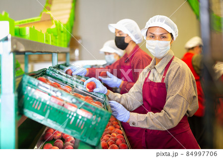 Three women in masks sorting peaches Three women in masks sorting peaches 84997706