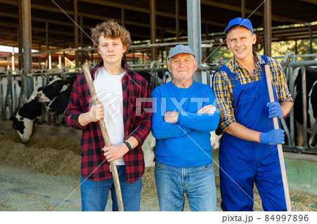 Successful elderly dairy farm owner with son and teen grandson standing in stall with cows Successful elderly dairy farm owner with son and teen grandson standing in stall with cows 84997896