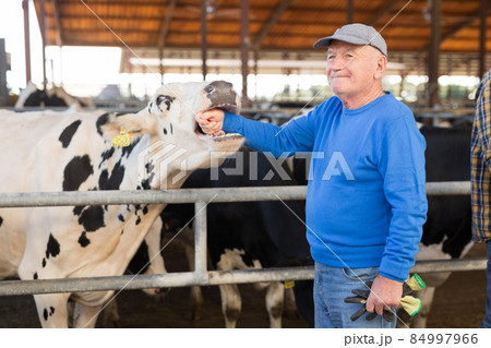 Elderly farm owner taking care of his cows in dairy farm Elderly farm owner taking care of his cows in dairy farm 84997966
