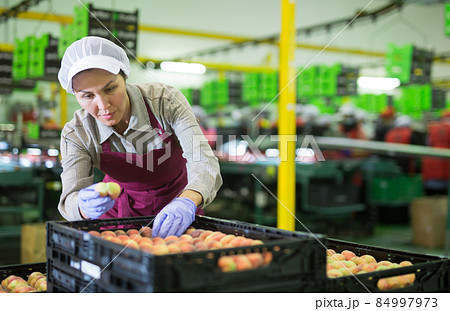 Woman sorts fresh peaches on fruit packing line Woman sorts fresh peaches on fruit packing line 84997973