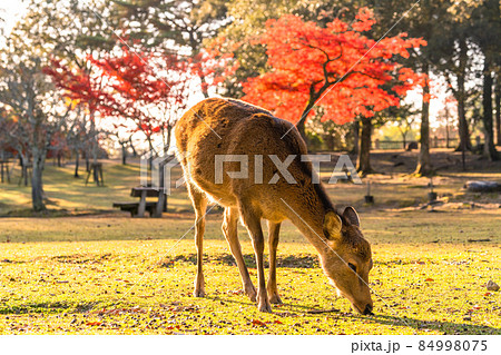 奈良県》鹿と紅葉・秋の奈良公園の写真素材 [84998075] - PIXTA