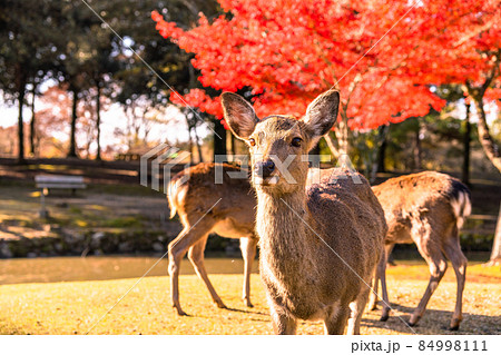 《奈良県》鹿と紅葉・秋の奈良公園 《奈良県》鹿と紅葉・秋の奈良公園 84998111