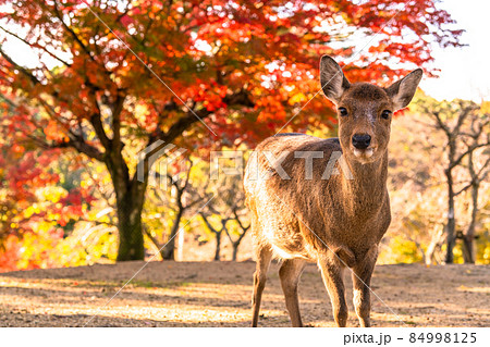 奈良県》鹿と紅葉・秋の奈良公園の写真素材 [84998125] - PIXTA