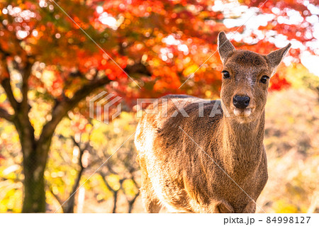 奈良県》鹿と紅葉・秋の奈良公園の写真素材 [84998127] - PIXTA