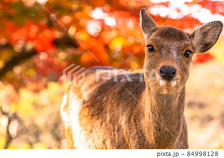 《奈良県》鹿と紅葉・秋の奈良公園 《奈良県》鹿と紅葉・秋の奈良公園 84998128