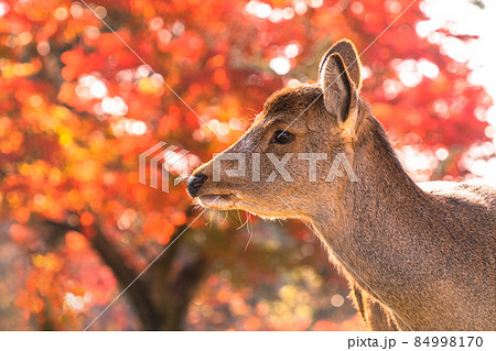 《奈良県》鹿と紅葉・秋の奈良公園 《奈良県》鹿と紅葉・秋の奈良公園 84998170