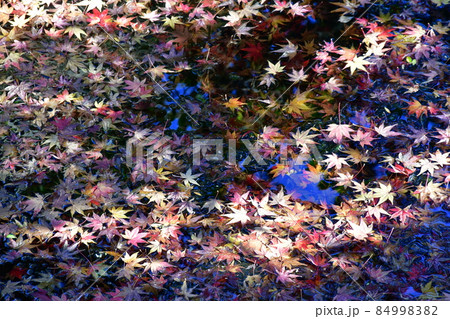 秋の杵築城下町　武家屋敷 84998382