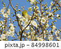 快晴の青空を背景にした満開に咲いた白梅とメジロ 84998601