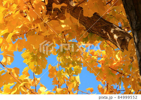 大阪　大正区の街並み　公園　紅葉 84999552