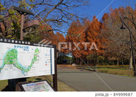 東京都葛飾区にある水元公園のメタセコイアの森 東京都葛飾区にある水元公園のメタセコイアの森 84999687
