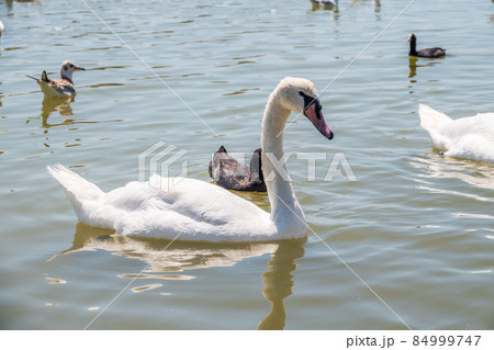 Graceful white Swan swimming in the lake, swans in the wild. Portrait of a white swan swimming on a lake. Graceful white Swan swimming in the lake, swans in the wild. Portrait of a white swan swimming on a lake. 84999747