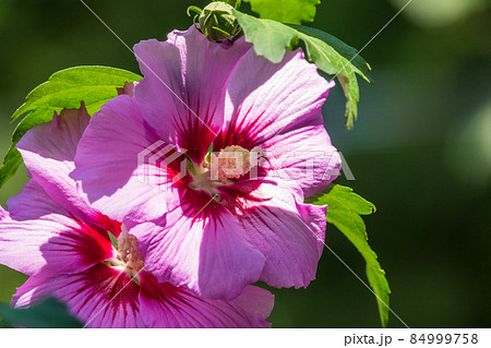 Pink flowers of Hibiscus moscheutos plant close-up. Hibiscus moscheutos, swamp hibiscus, 84999758