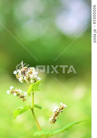 そばの花に訪花するミツバチ 環境問題 農薬 ネオニコチノイド そばの花に訪花するミツバチ 環境問題 農薬 ネオニコチノイド 85000006