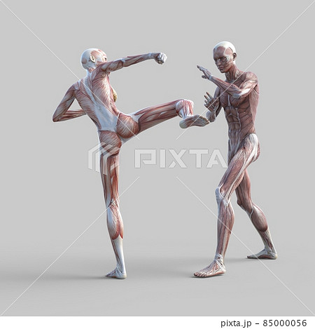 筋肉標本　男性　　perming3DCGイラスト素材 85000056