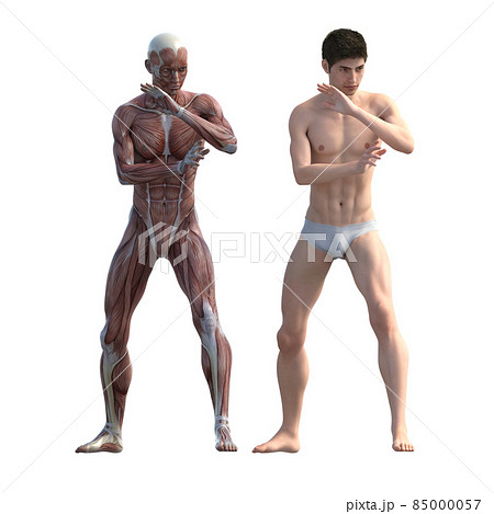 筋肉標本 男性 Perming3dcgイラスト素材のイラスト素材 筋肉標本 男性 Perming3dcgイラスト素材のイラスト素材