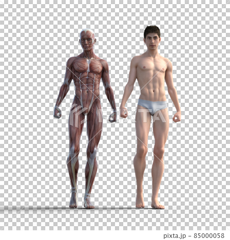 肌肉標本男性燙髮3DCG插圖素材 肌肉標本男性燙髮3DCG插圖素材 85000058