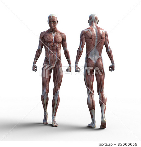 筋肉標本 男性 Perming3dcgイラスト素材のイラスト素材