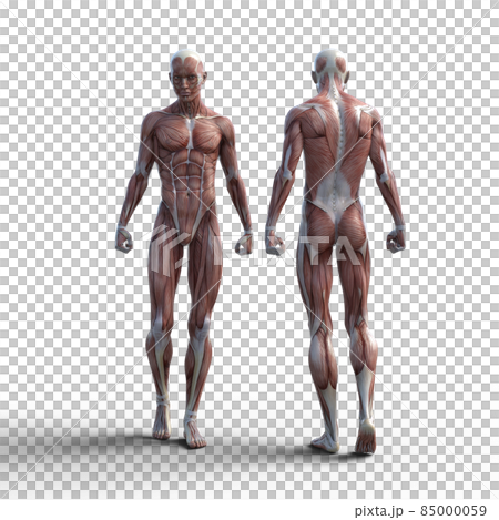 筋肉標本 男性 Perming3dcgイラスト素材のイラスト素材