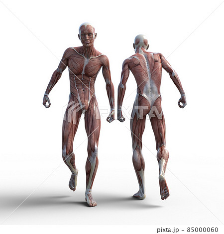 筋肉標本 男性 Perming3dcgイラスト素材のイラスト素材 筋肉標本 男性 Perming3dcgイラスト素材のイラスト素材