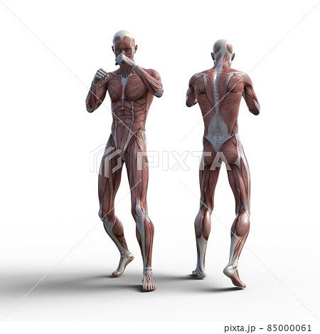 筋肉標本 男性 Perming3dcgイラスト素材のイラスト素材 筋肉標本 男性 Perming3dcgイラスト素材のイラスト素材
