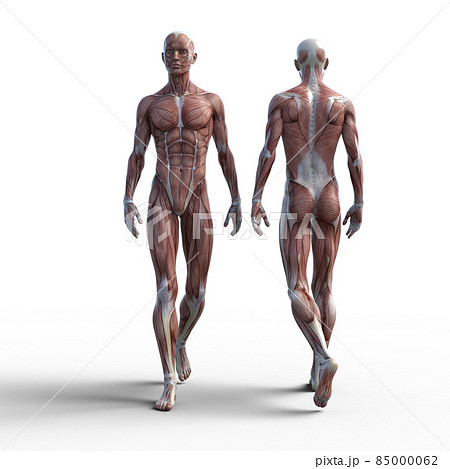 筋肉標本　男性　　perming3DCGイラスト素材 85000062