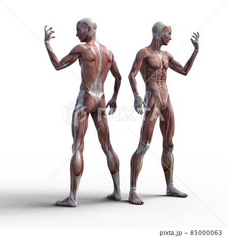 筋肉標本　男性　　perming3DCGイラスト素材 85000063