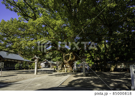 大麻比古神社 御神木 徳島県鳴門市 大麻比古神社 御神木 徳島県鳴門市 85000818