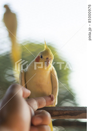 Cockatiel Portrait, Cute Curious Young Cinnamon Cockatiel Close up 85000976