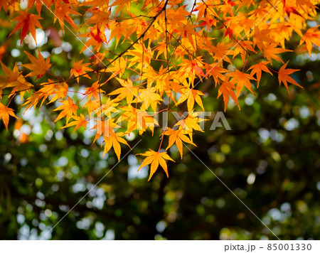 桑名九華公園　桑名城跡 85001330