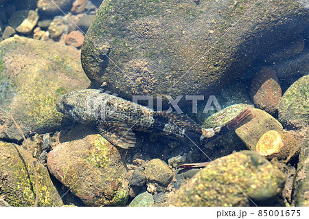 渓流域に棲む美味な魚・カジカ 渓流域に棲む美味な魚・カジカ 85001675