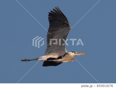 Closeup of a Great Blue Heron in flight against a blue sky background. Closeup of a Great Blue Heron in flight against a blue sky background. 85001676