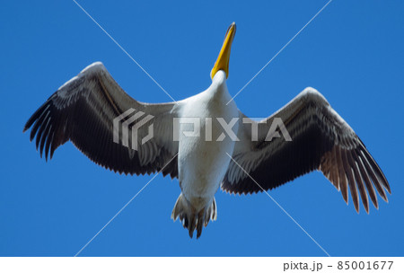 Big beautiful pelican flying on blue sky Big beautiful pelican flying on blue sky 85001677