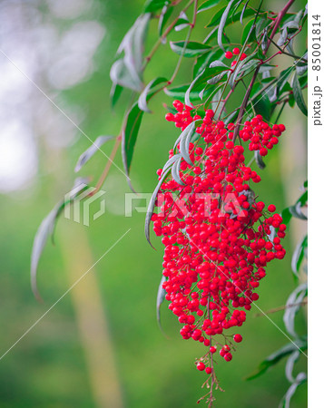 関善光寺(宗休寺) 岐阜県関市 関善光寺(宗休寺) 岐阜県関市 85001814