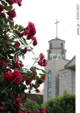 バラの花 赤色 花 85001867