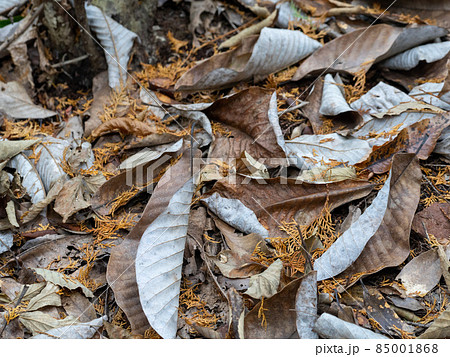 関善光寺(宗休寺)　岐阜県関市 85001868