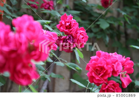 バラの花 赤色 花 85001869