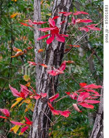 関善光寺(宗休寺) 岐阜県関市 関善光寺(宗休寺) 岐阜県関市 85001883