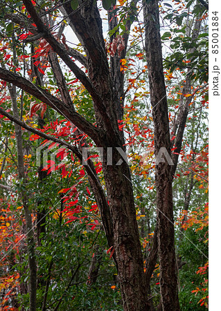 関善光寺(宗休https://pixta.jp/guide/?p=34970寺) 岐阜県関市 関善光寺(宗休https://pixta.jp/guide/?p=34970寺) 岐阜県関市 85001884