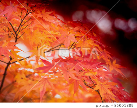 関善光寺(宗休寺) 岐阜県関市 関善光寺(宗休寺) 岐阜県関市 85001889