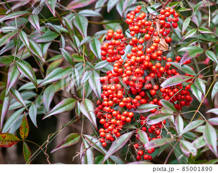 関善光寺(宗休寺)　岐阜県関市 85001890