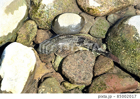 渓流域に棲む美味な魚・カジカ 渓流域に棲む美味な魚・カジカ 85002017