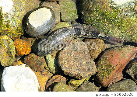 渓流域に棲む美味な魚・カジカ 85002020