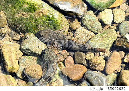渓流域に棲む美味な魚・カジカ 85002022