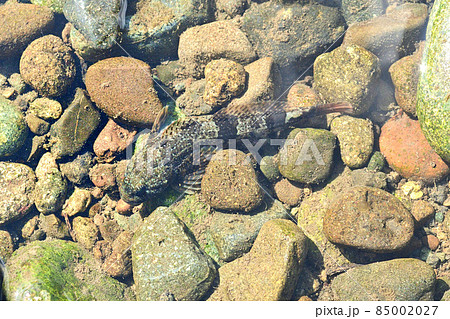 渓流域に棲む美味な魚・カジカ 85002027